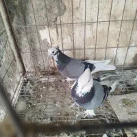 کبوتر قندی
