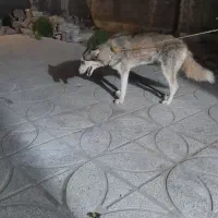 هاسکی دو رگه باهوش زرنگ و مظلوم