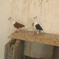 دوکت پلاکی|پرنده|مهر, |دیوار