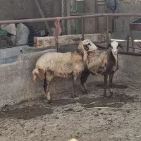 دوتا میش با یک بره