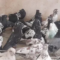 کبوتر تهرانی دمگیر طوقی