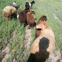 بره و بزگاله گوشتی برای قربانی