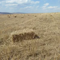 پرس گندم و جو با بهترین کیفیت