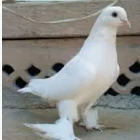 کفتر