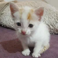 گربه واگذاری DSH