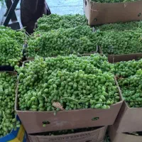 غوره درجه یک بشرط