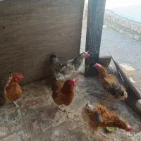 مرغ بومی
