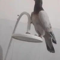 کفتر کوهی ماده خال صحرایی
