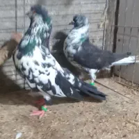 کبوتر  جفتگاه