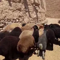 فروش بره ب صورت تکی یا کلی ب فروش می‌رسد