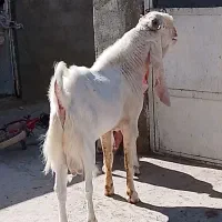 نربزگلابی