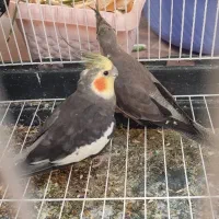 یک جفت عروس هلندی با یک جوجه و قفس به فروش می‌رسد