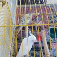 عروس هلندی جفت