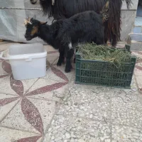 بزغاله ماده