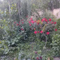 ملک خانه قدیمی