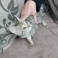 بچه گربه ۲ماهه ملوس