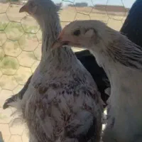 مرغ ۴ماهه