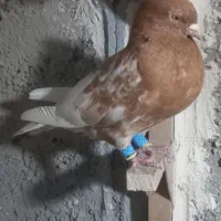 ۸عدد ماده بهبهانی ذات دار جوان