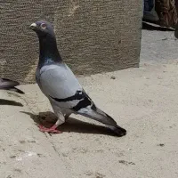 پلاکی