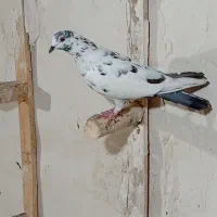 گرفتنی|پرنده|خرمشهر, |دیوار