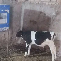 گوساله نر صنعتی 90 کیلو