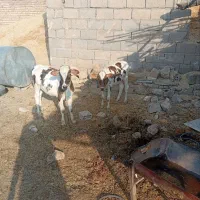 یک عددنوکل