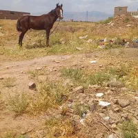 کره‌خوب‌آرام‌نر‌فروشی