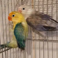 جفت کوتوله تازه جفت اوپلاین سرزرد و بلک سرسفید