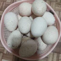 بوقلمون برنز ینگین وزن