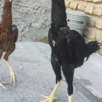 جوجه اوشامو.