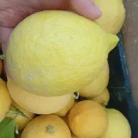 لیمو خارگی تازه