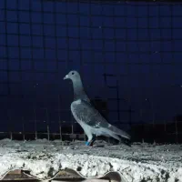 مسافتی پلاکی