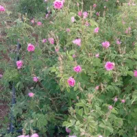 گلباخی|گل و گیاه طبیعی|سنندج, |دیوار