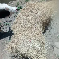 سرچینه کمپاینی‌درجه‌1