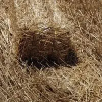 فروش پرس گندم
