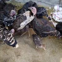 بوقلمون5ماهه تعدادبالا