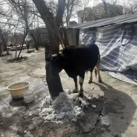 مجوز رسمی دامپزشکی پلاک سلامت گوسفند ...