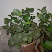 گل طبیعی