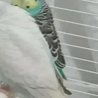 مرغ عشق