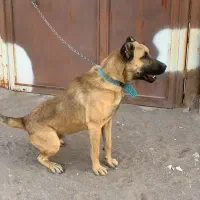 توله سرابی نر