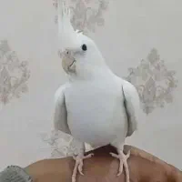 عروس آلبینو معاوضه با کبوتر