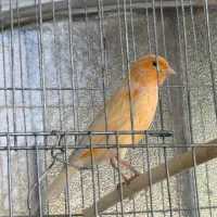 قناری سهره سقا