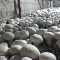 عرضه مستقیم کمپوست قارچ دکمه ای