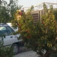 باغچه نقلی مخصوص خانواده