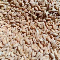 گندم مناسب گوسفند و کاشت