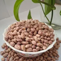 لوبیا چیتی خمین