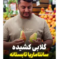 نهال گلابی سانتاماریا وارداتی