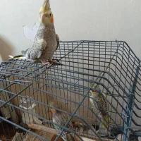 سلام عروس هلندی سه عدد