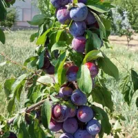 نهال آلو کالیفرنیا
