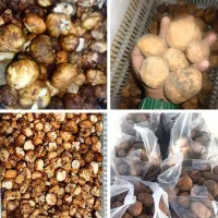 فروش دنبل تازه